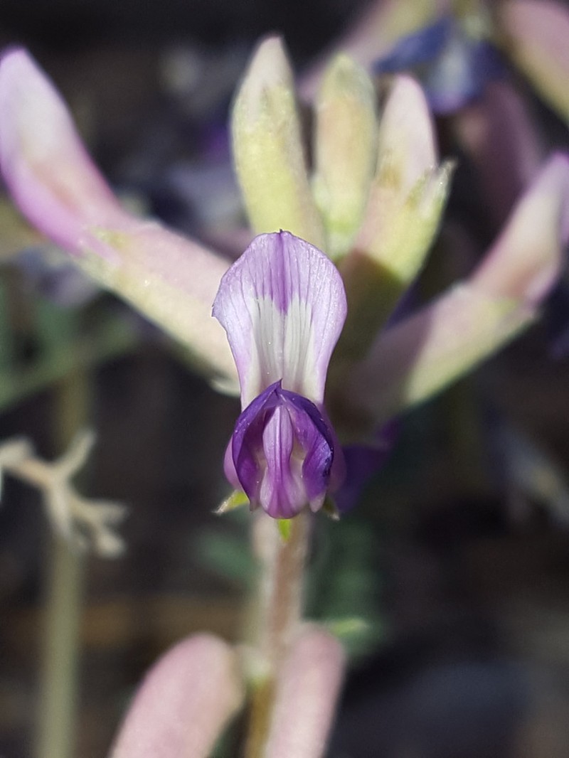 Ashen Milkvetch photo 5