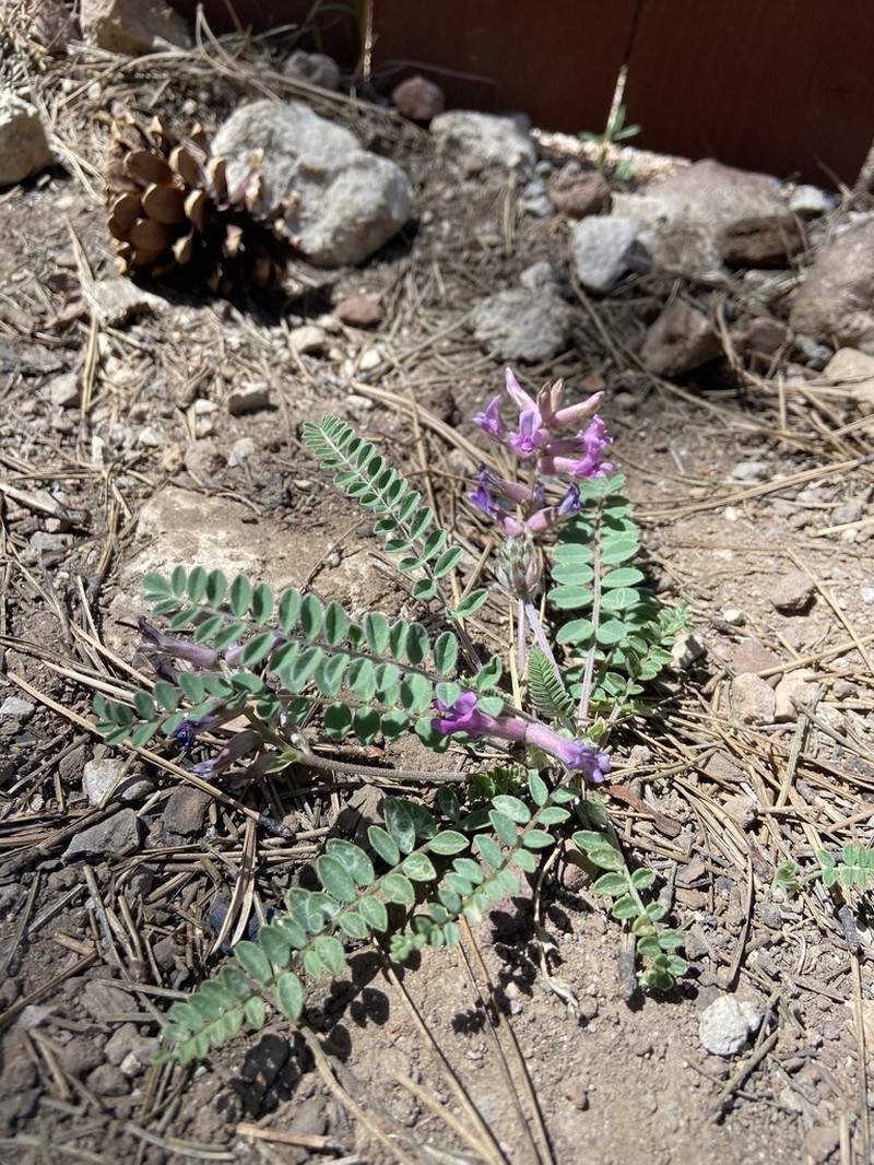 Ashen Milkvetch photo 6