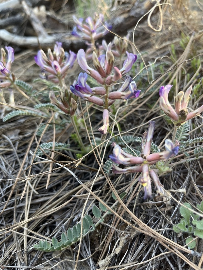 Ashen Milkvetch photo 7