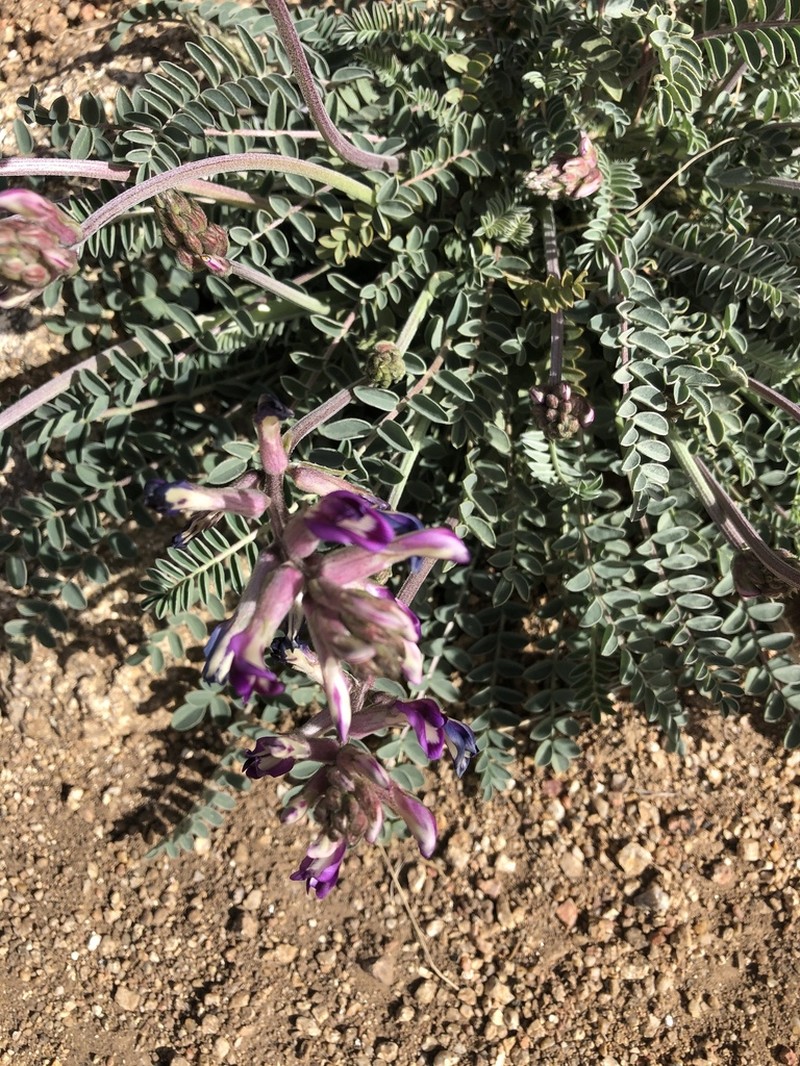 Ashen Milkvetch photo 8