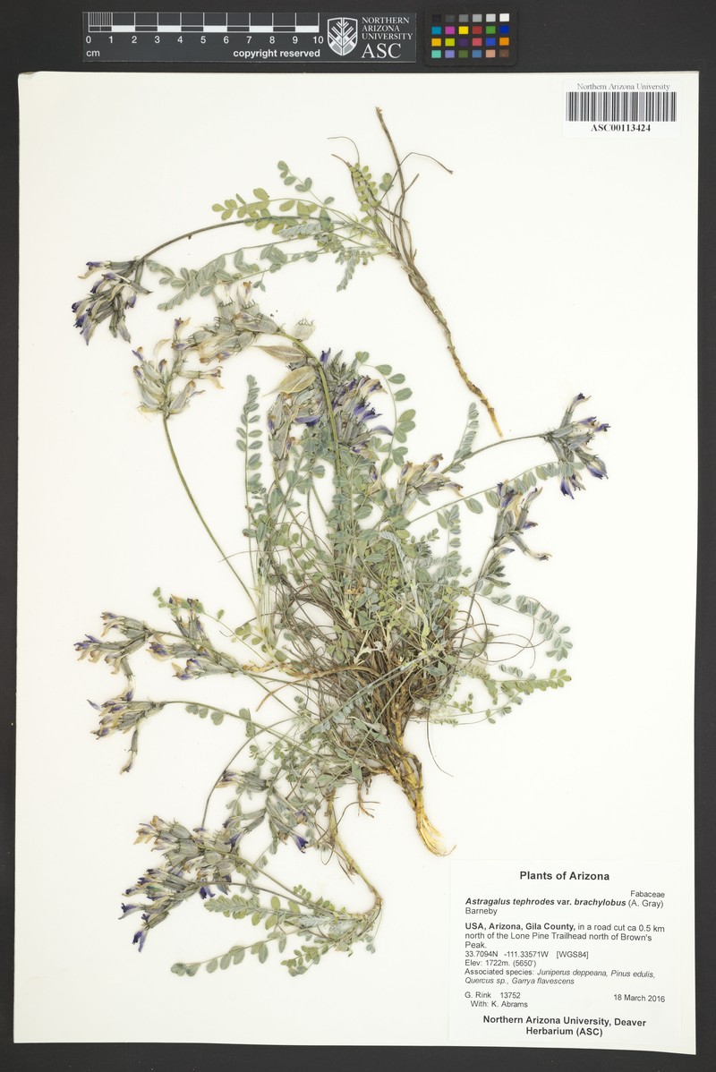 Astragalus tephrodes var. brachylobus