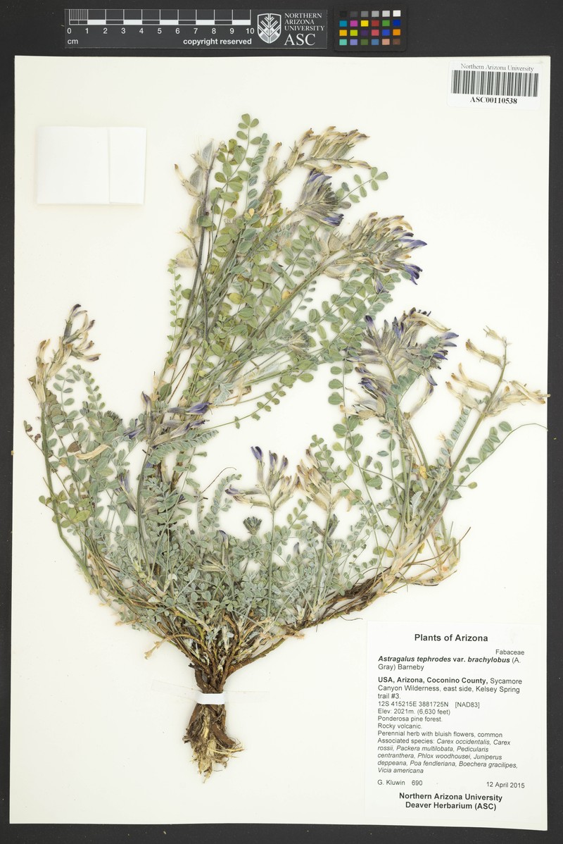 Astragalus tephrodes var. brachylobus photo 2