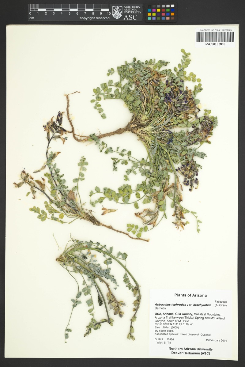 Astragalus tephrodes var. brachylobus photo 3