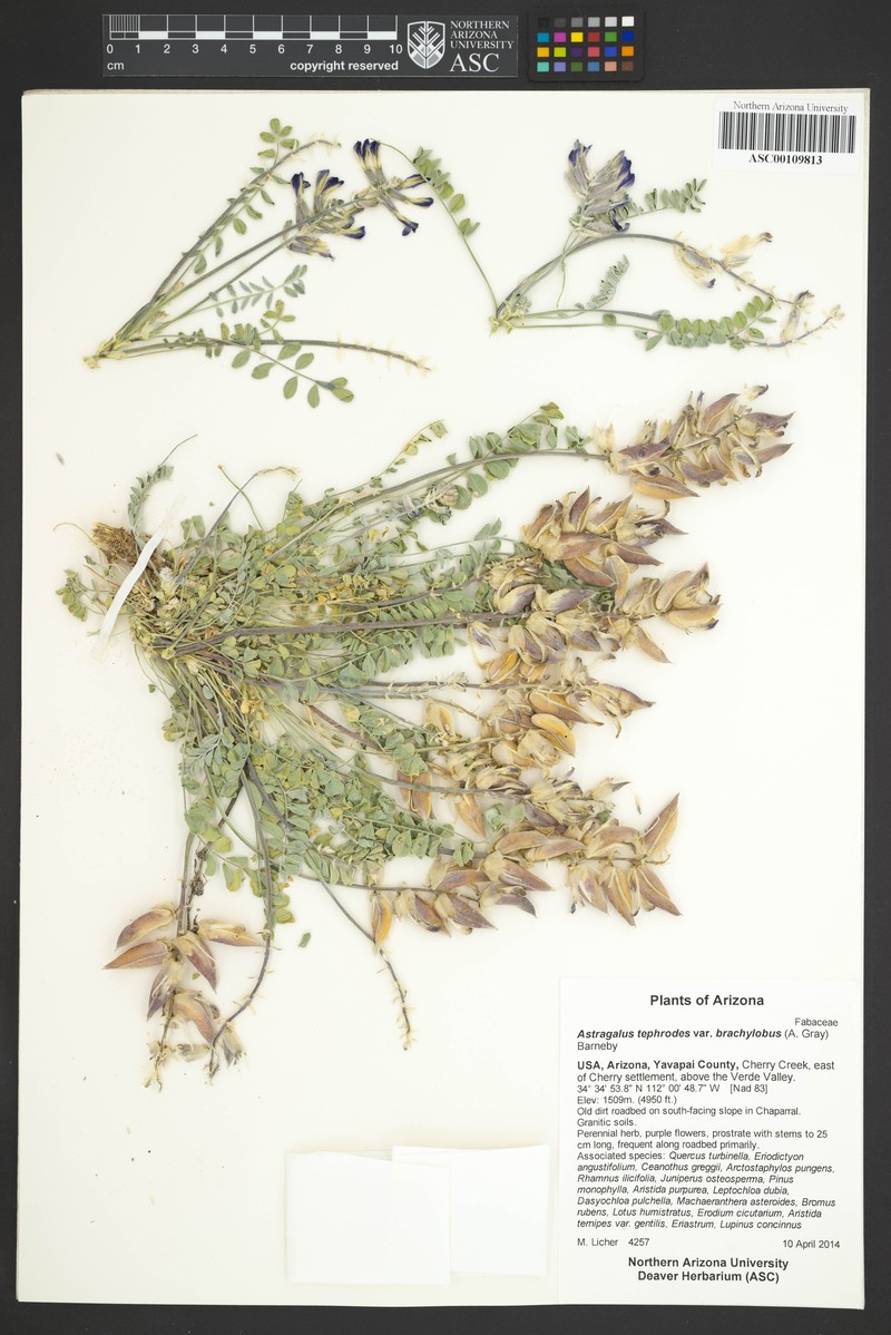 Astragalus tephrodes var. brachylobus photo 4