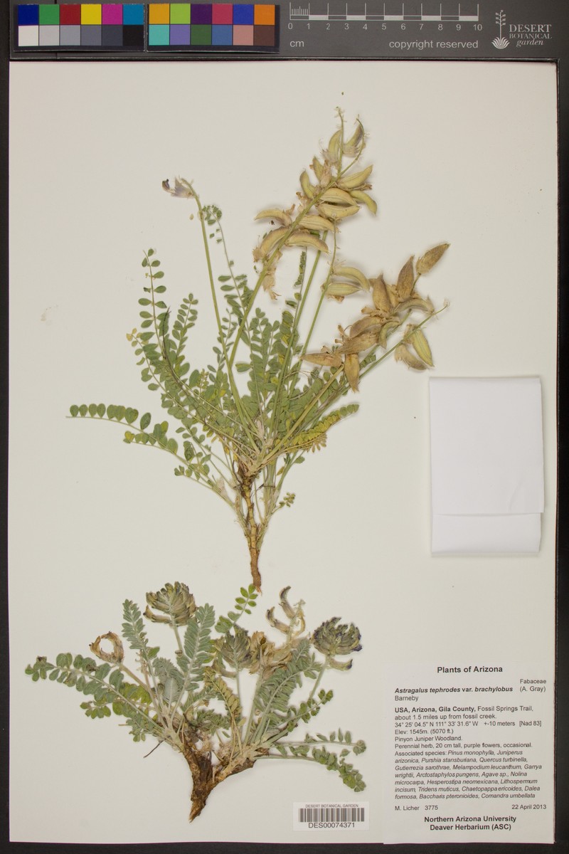 Astragalus tephrodes var. brachylobus photo 5