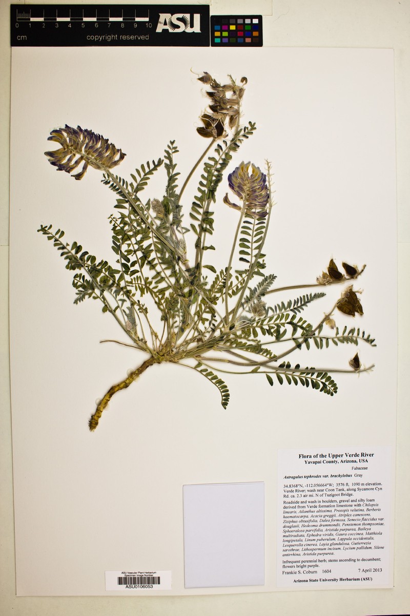 Astragalus tephrodes var. brachylobus photo 6