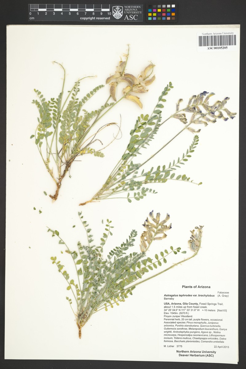 Astragalus tephrodes var. brachylobus photo 7