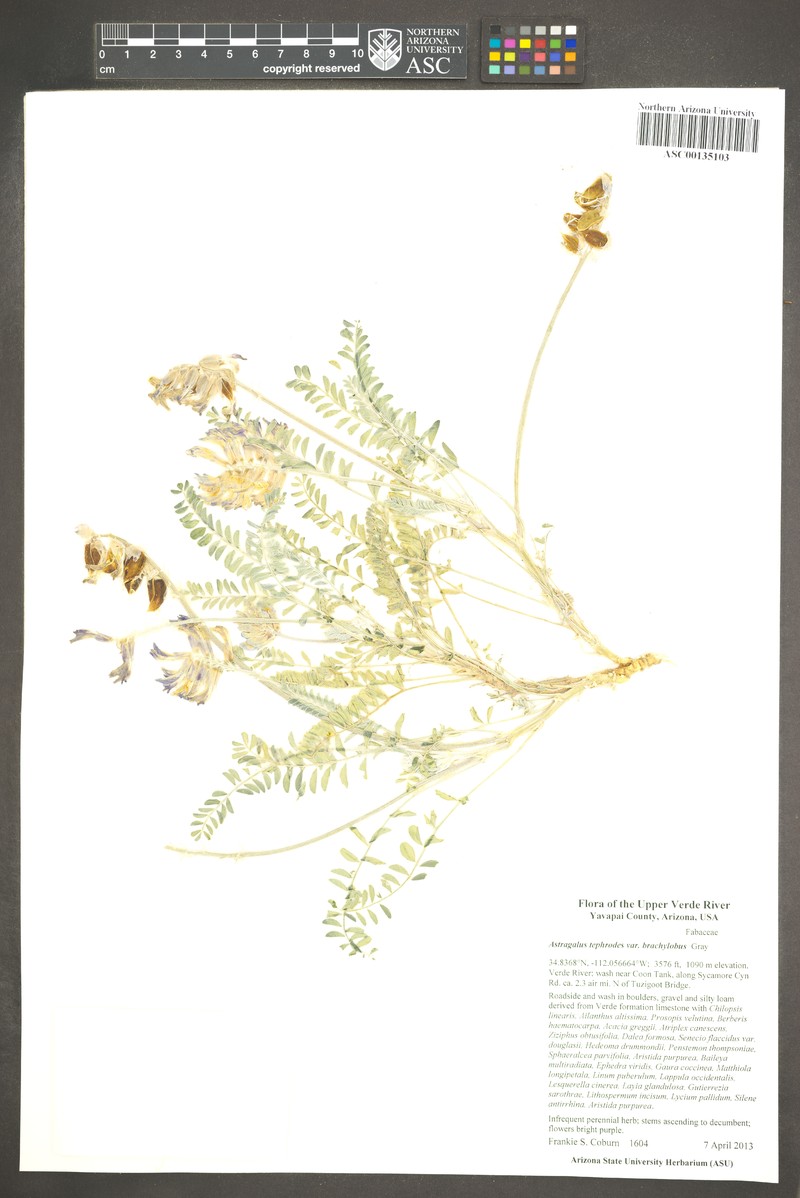 Astragalus tephrodes var. brachylobus photo 8