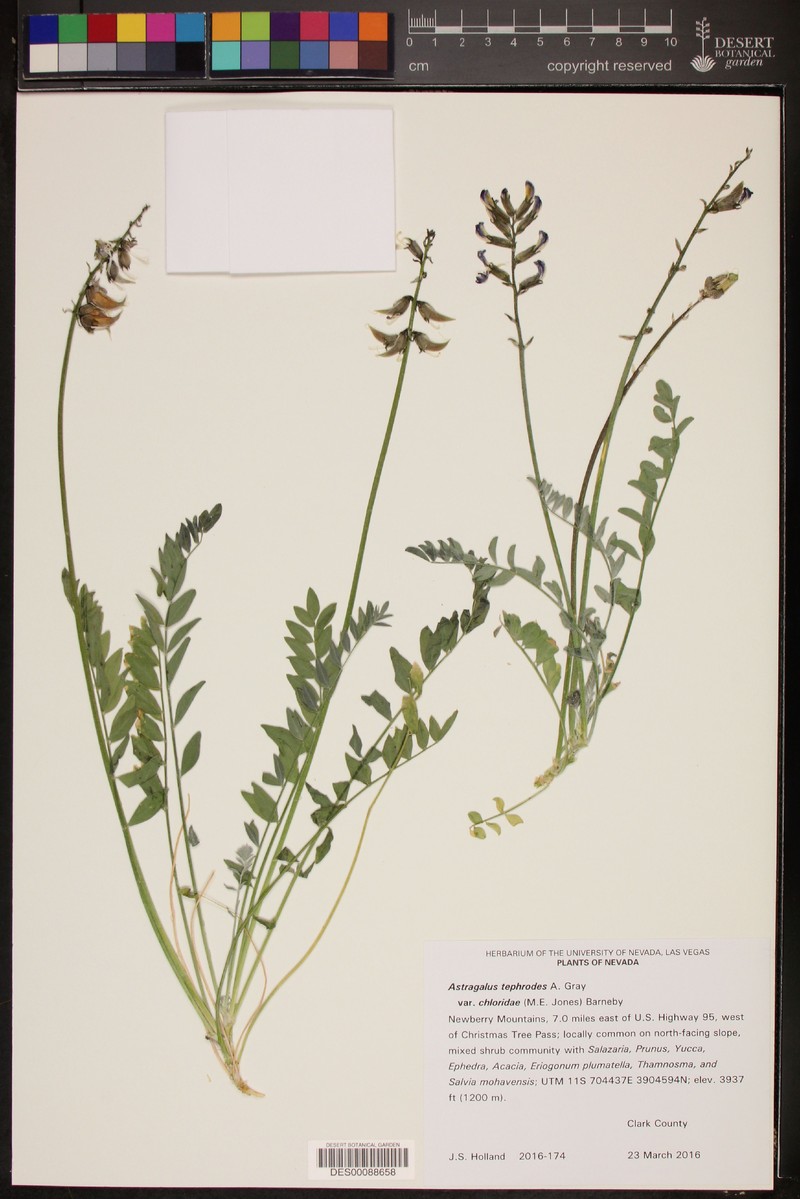 Astragalus tephrodes var. chloridae photo 3