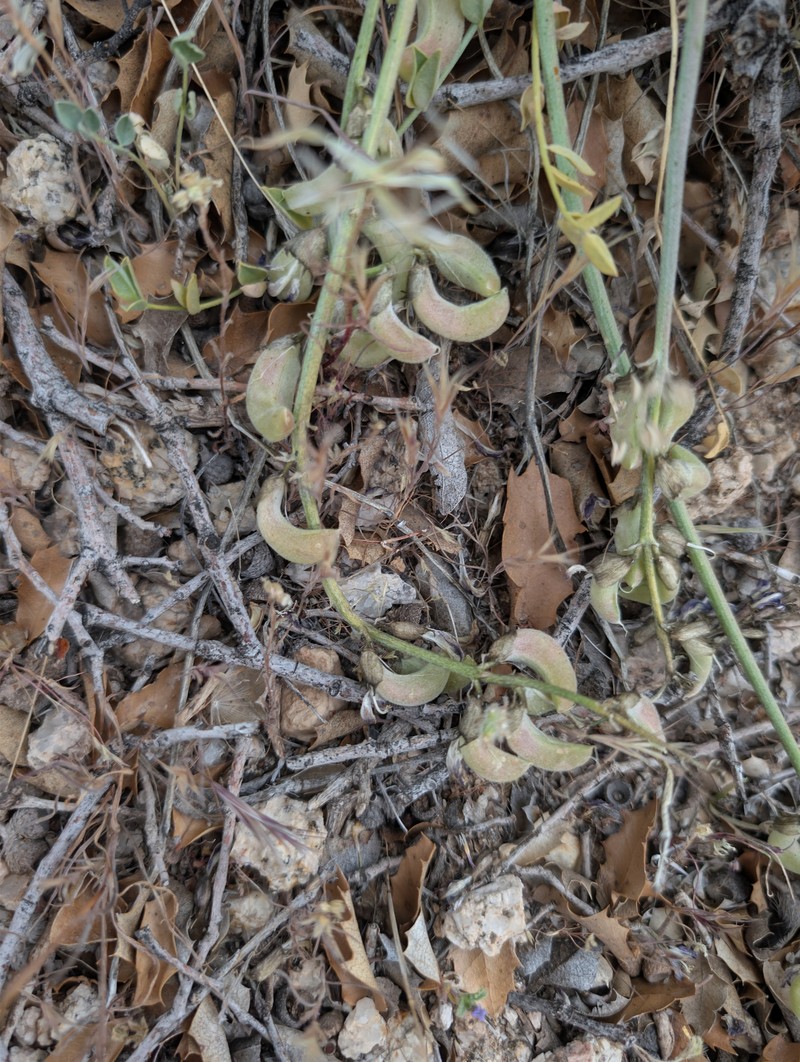 Astragalus tephrodes var. chloridae