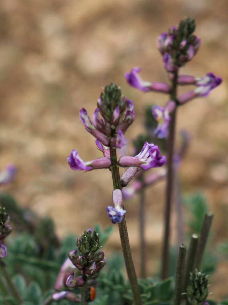 Astragalus tephrodes var. chloridae photo 2