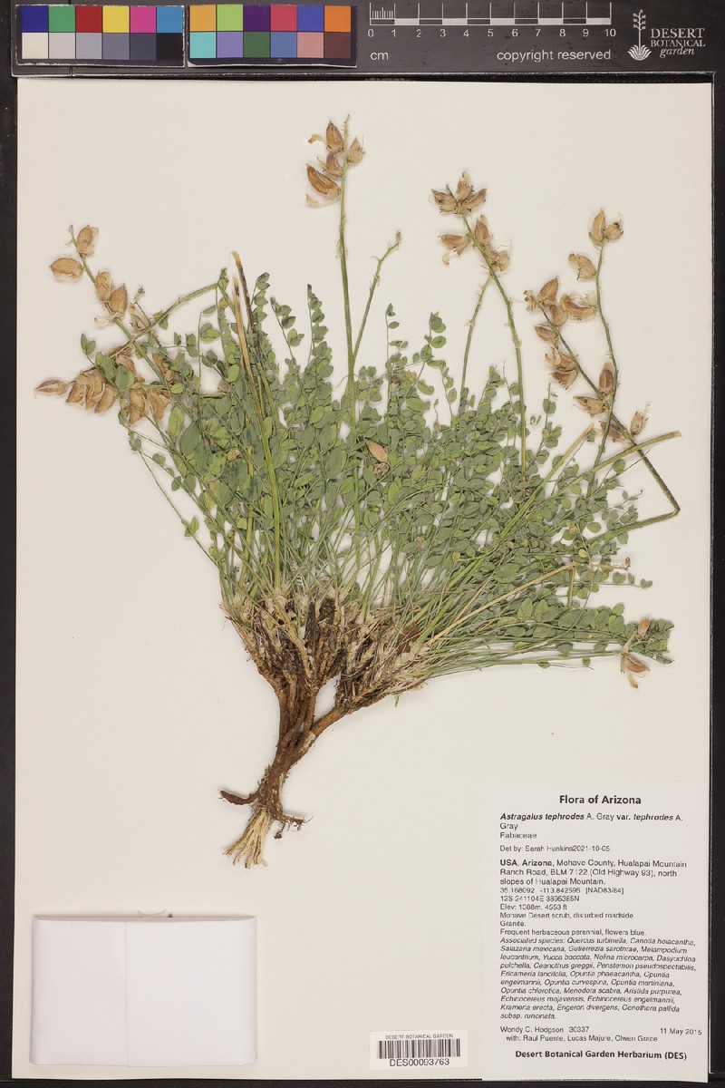 Astragalus tephrodes var. tephrodes photo 3