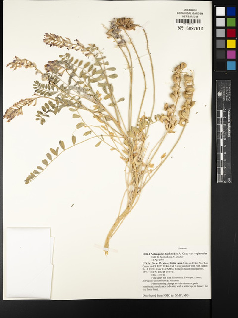 Astragalus tephrodes var. tephrodes photo 2