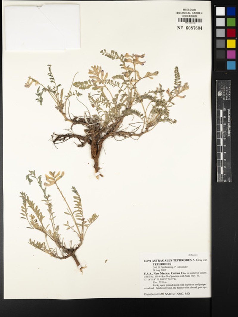 Astragalus tephrodes var. tephrodes photo 3