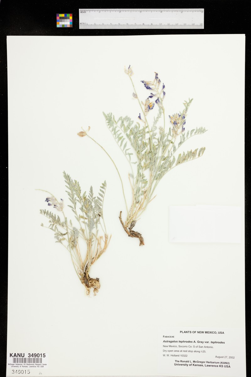 Astragalus tephrodes var. tephrodes photo 4