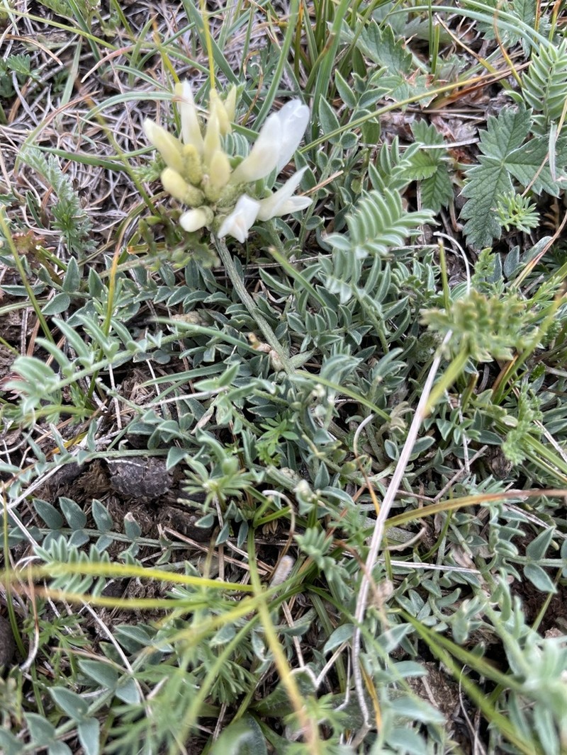 Astragalus tephrolobus