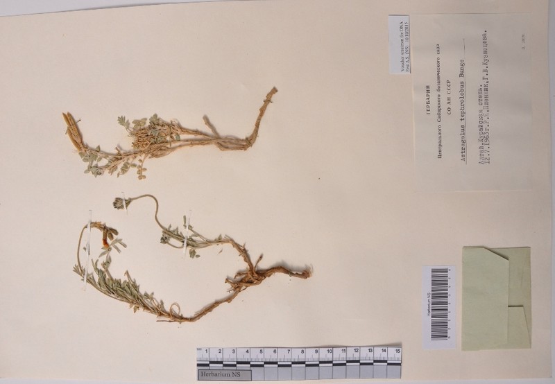 Astragalus tephrolobus photo 2