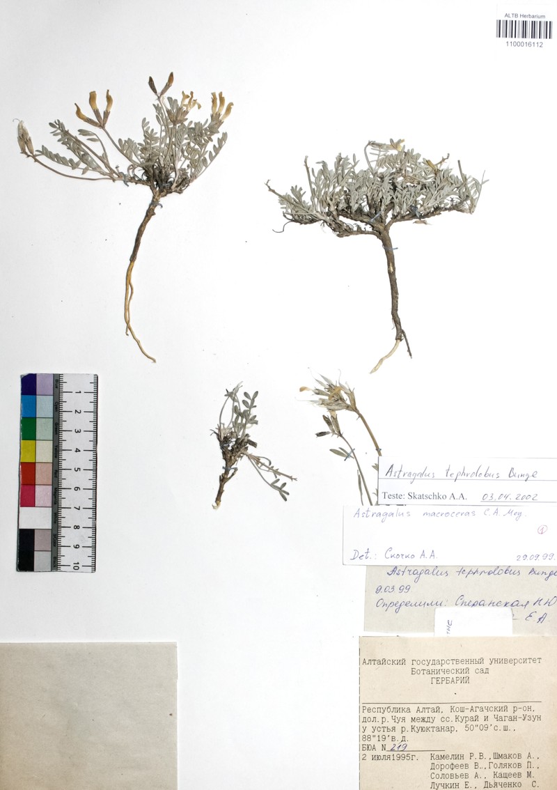 Astragalus tephrolobus photo 3