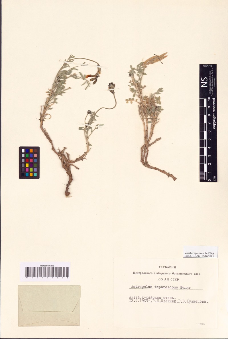 Astragalus tephrolobus photo 4