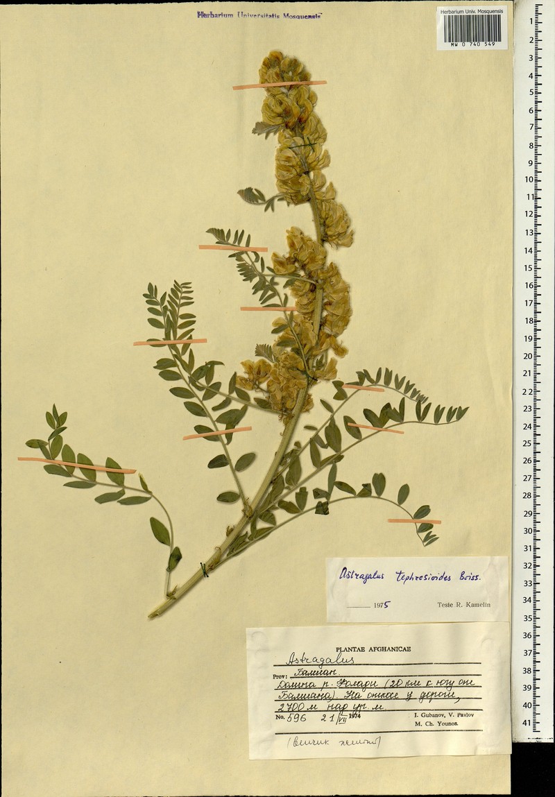 Astragalus tephrosioides
