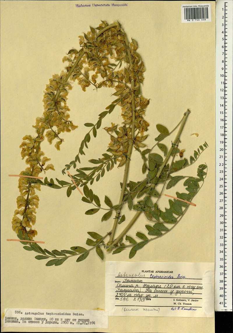 Astragalus tephrosioides photo 2