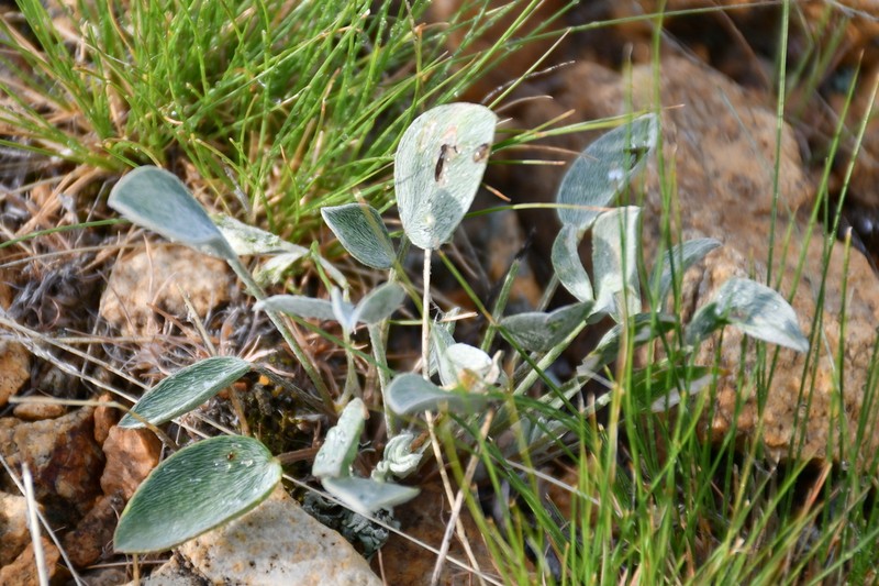 Astragalus tergeminus