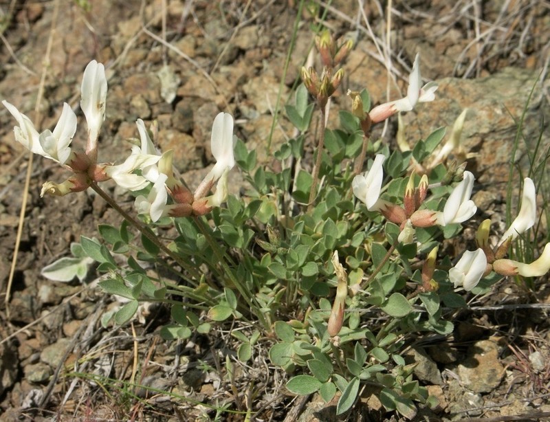 Astragalus tergeminus photo 2