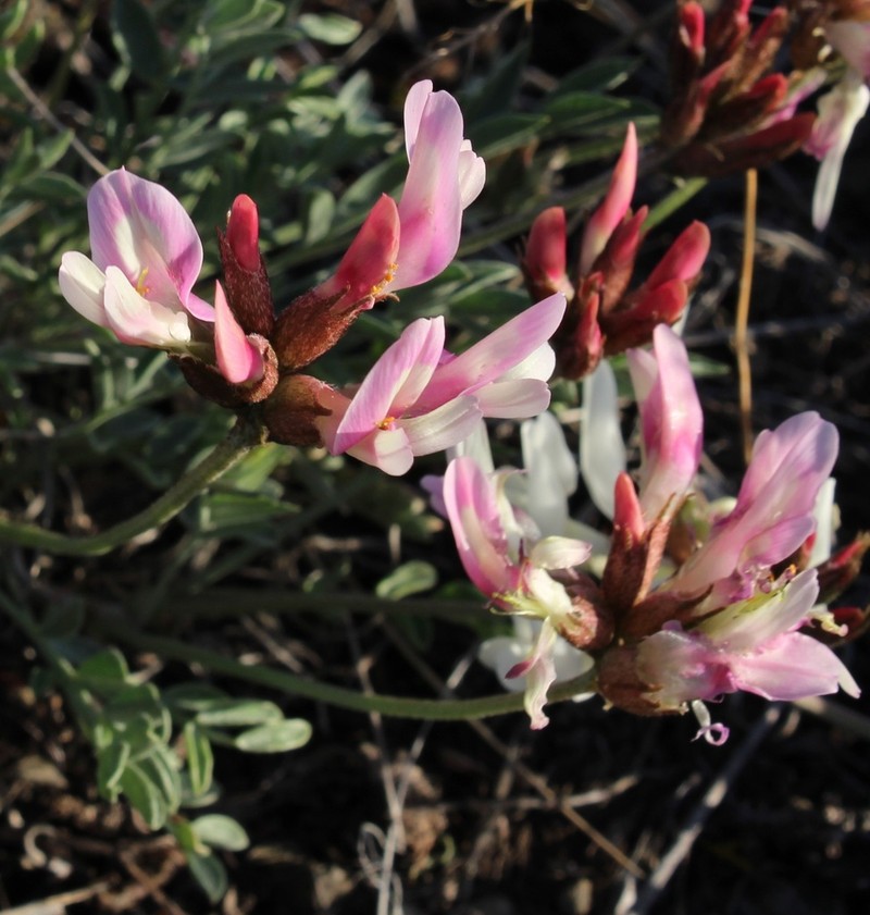 Astragalus tergeminus photo 3