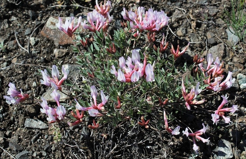 Astragalus tergeminus photo 4