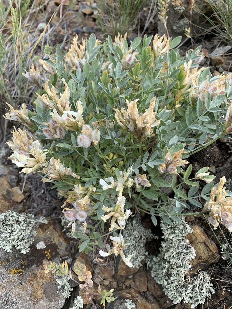 Astragalus tergeminus photo 5