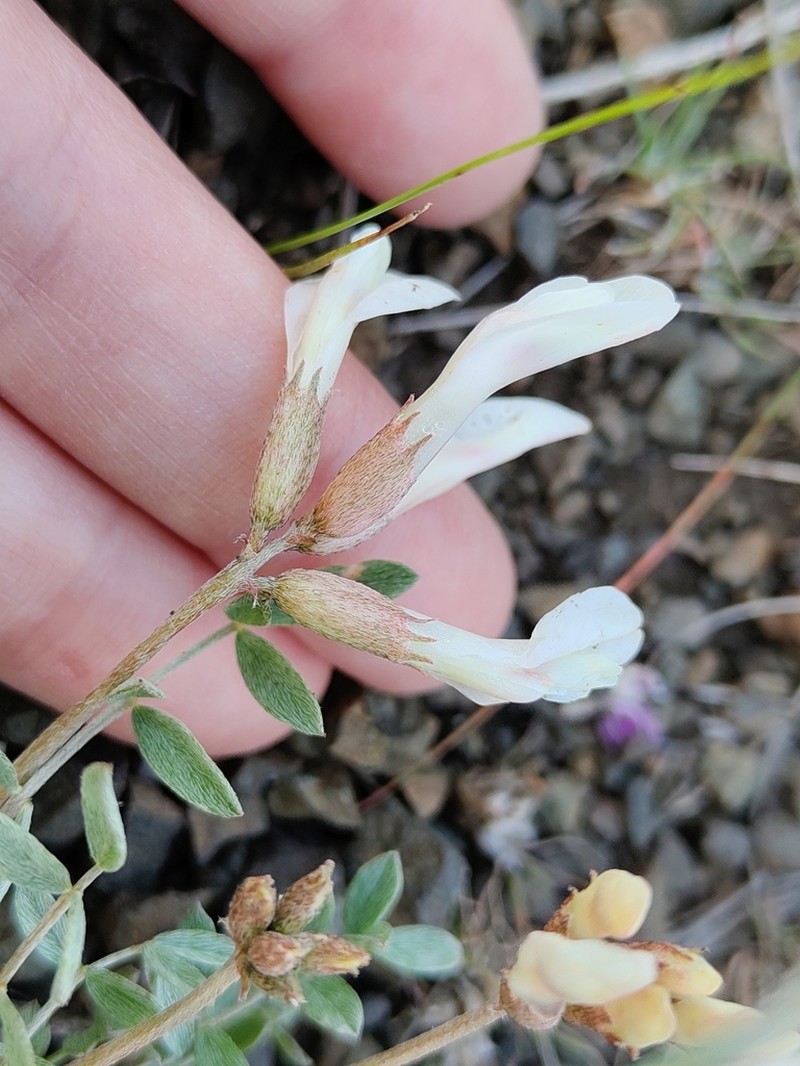 Astragalus tergeminus photo 6