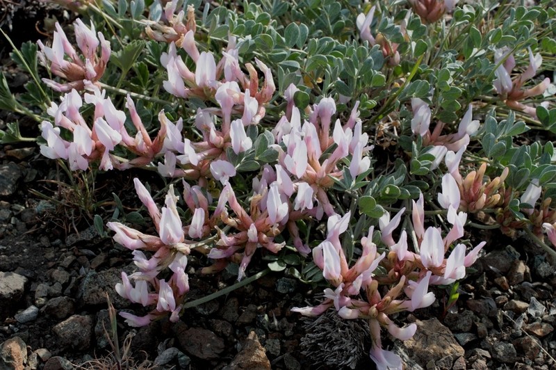 Astragalus tergeminus photo 7
