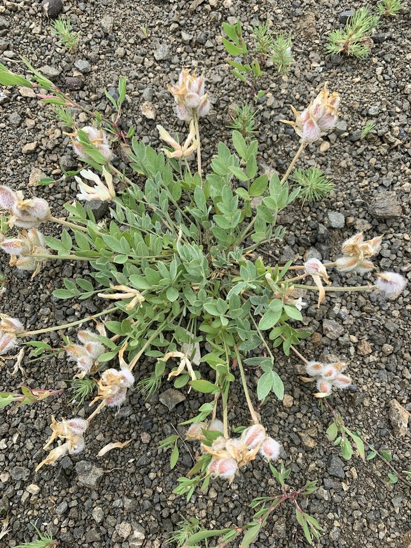 Astragalus tergeminus photo 8