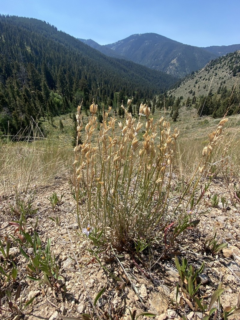 Railhead Milkvetch