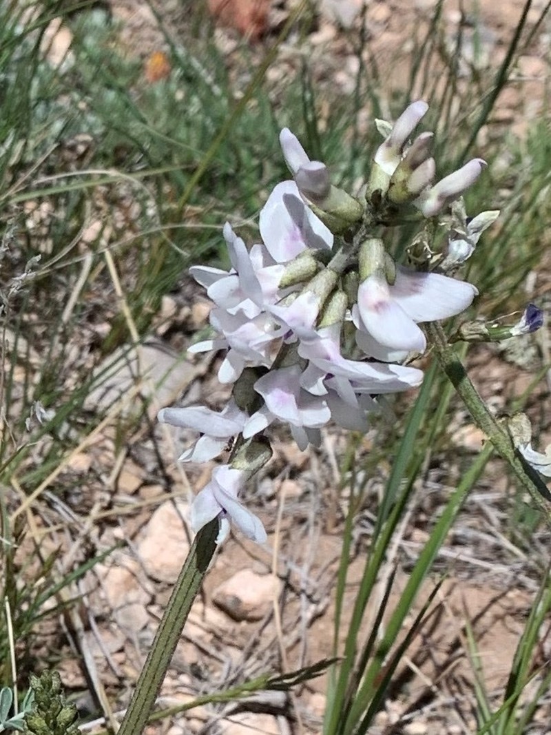 Railhead Milkvetch photo 2