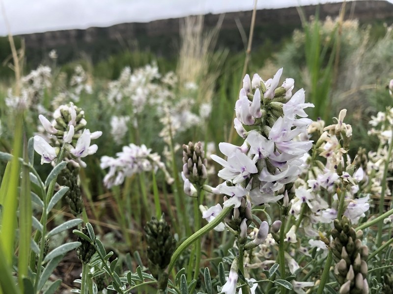 Railhead Milkvetch photo 3