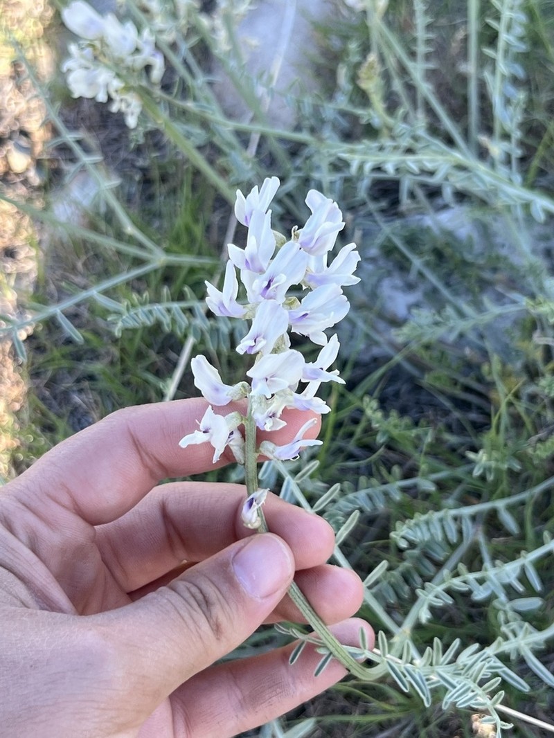 Railhead Milkvetch photo 4