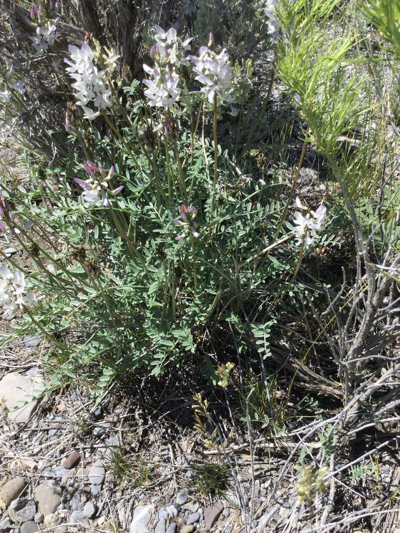 Railhead Milkvetch photo 5