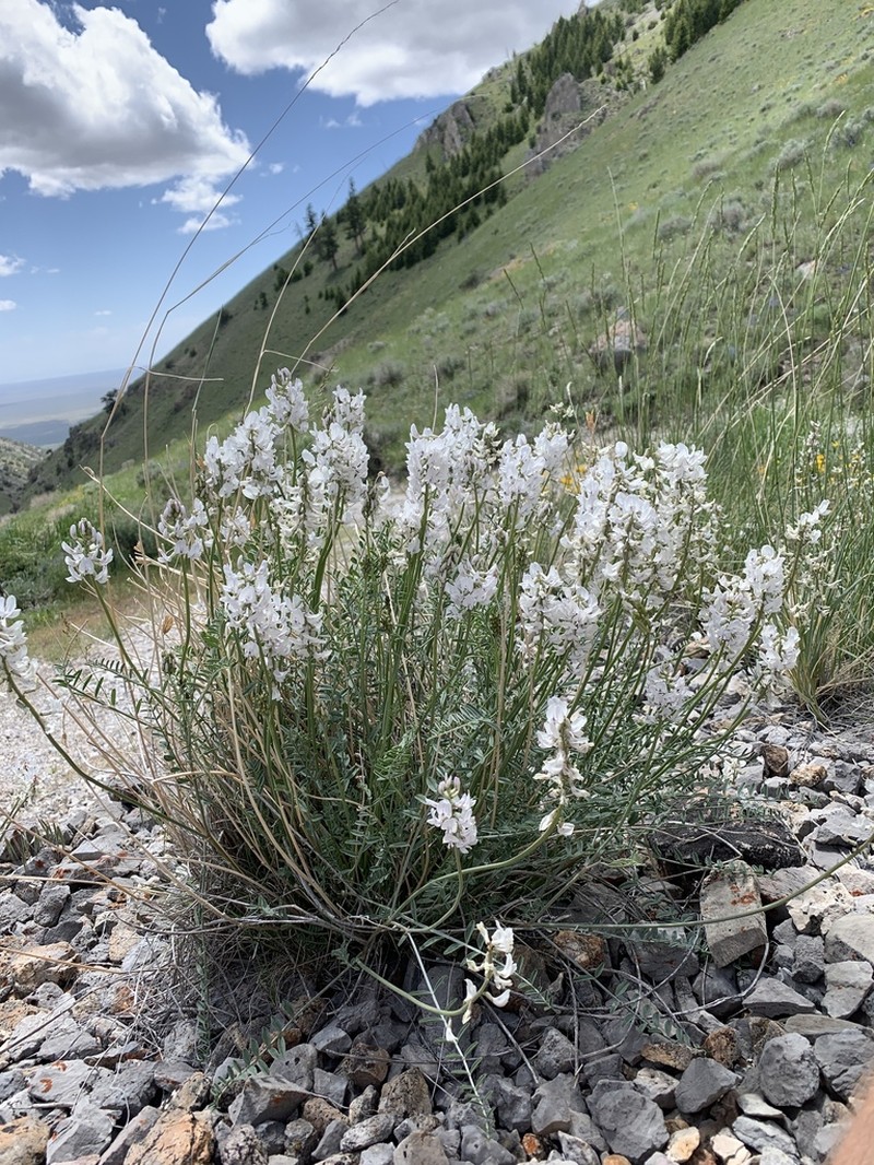 Railhead Milkvetch photo 6