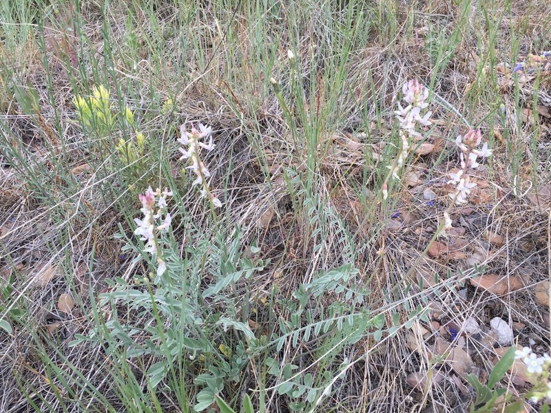 Railhead Milkvetch photo 7