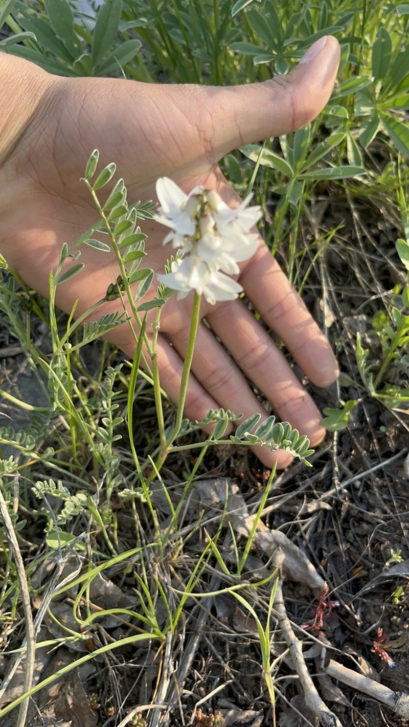 Railhead Milkvetch photo 8