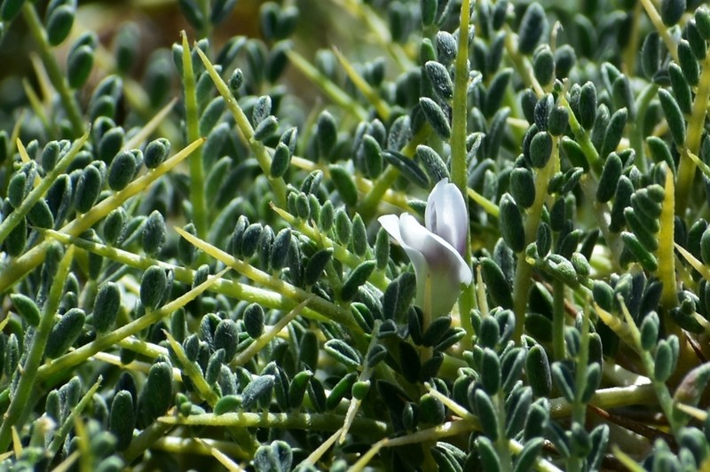 Astragalus terraccianoi