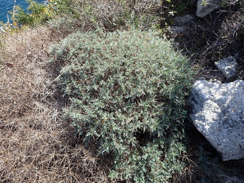 Astragalus terraccianoi photo 2
