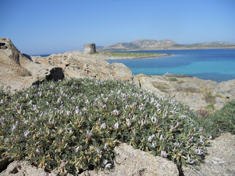 Astragalus terraccianoi photo 3