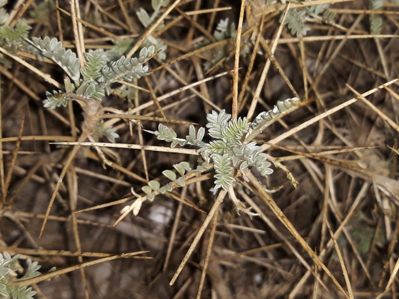 Astragalus terraccianoi photo 4