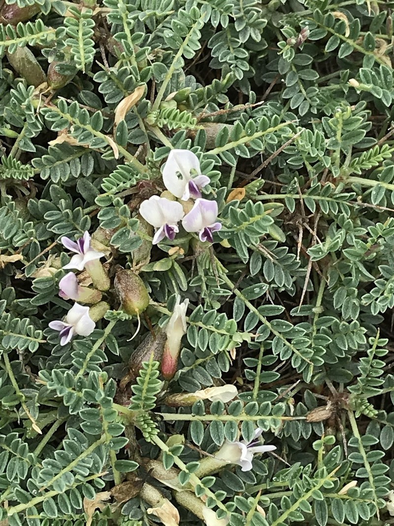 Astragalus terraccianoi photo 5