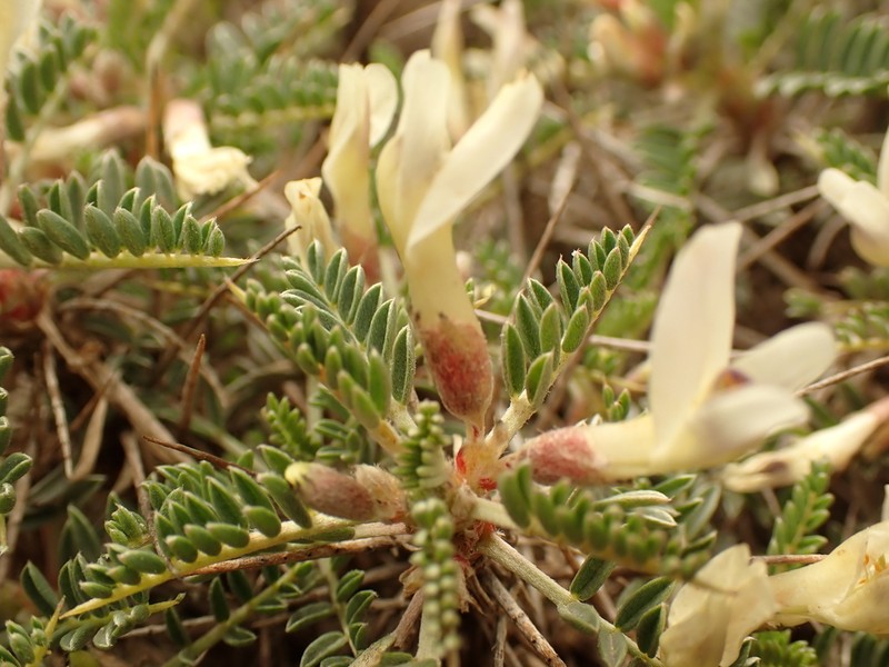 Astragalus terraccianoi photo 6