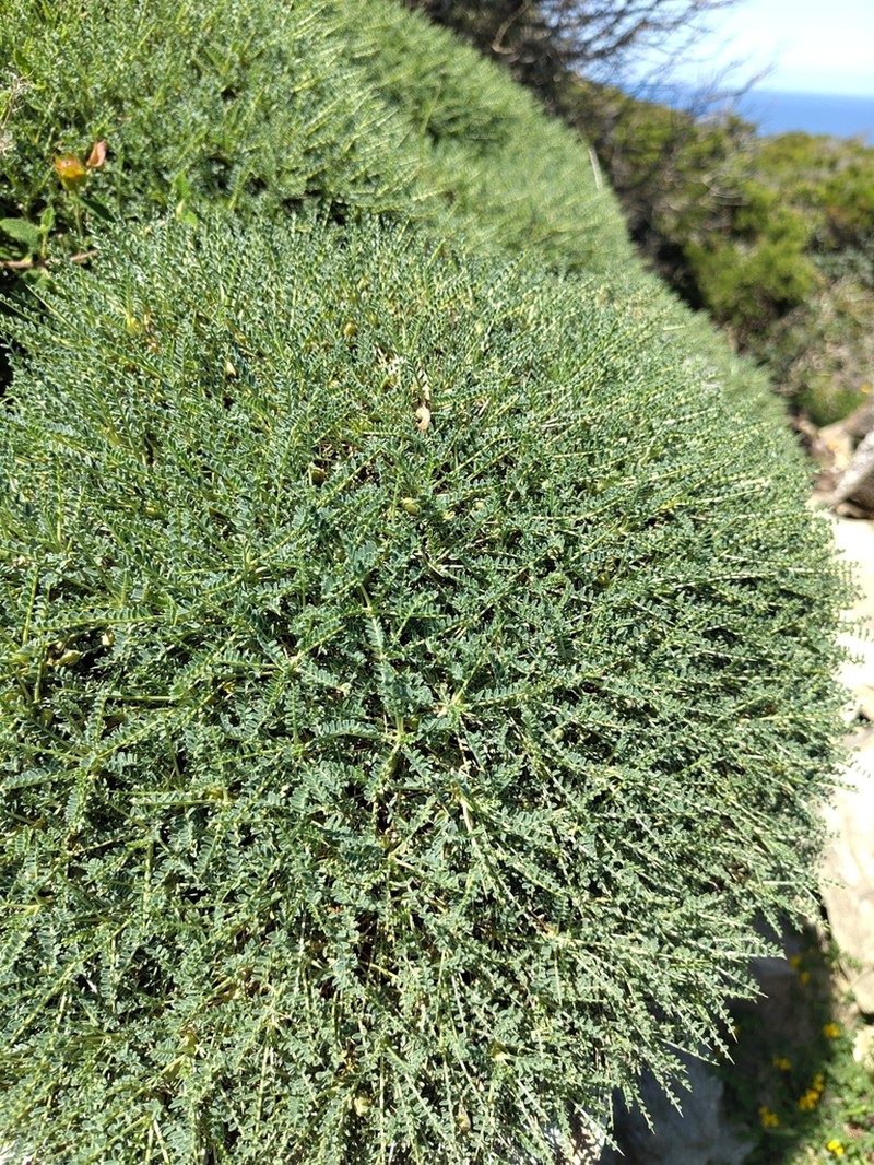 Astragalus terraccianoi photo 7