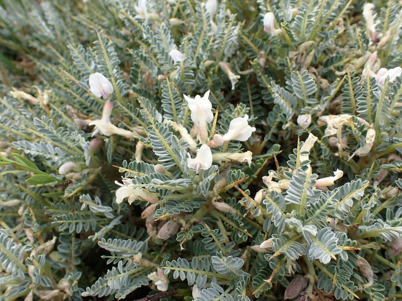 Astragalus terraccianoi photo 8