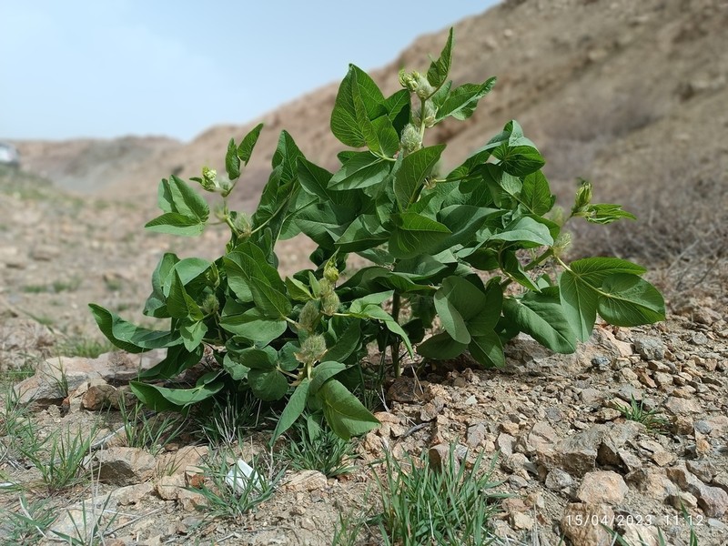 Astragalus terrae-rubrae photo 2